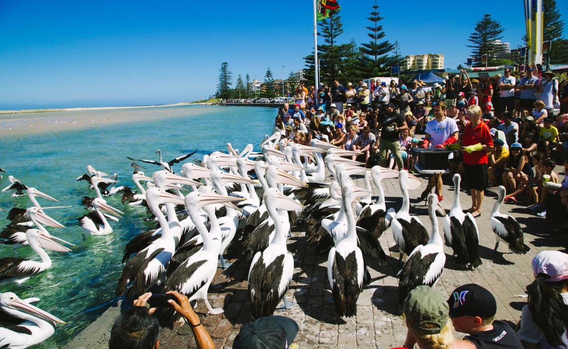 The-Entrance-Pelican-Feeding-Image-DNSW.