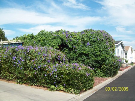 morning_glory_is_invasive_m4.jpg