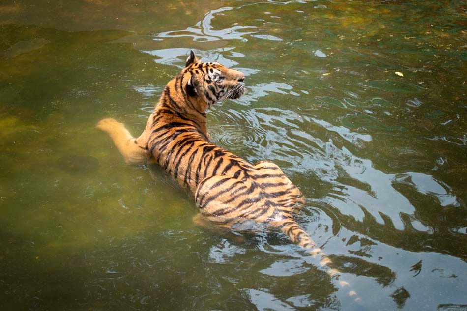 inside_water_tiger_iStock-1142579903.jpg