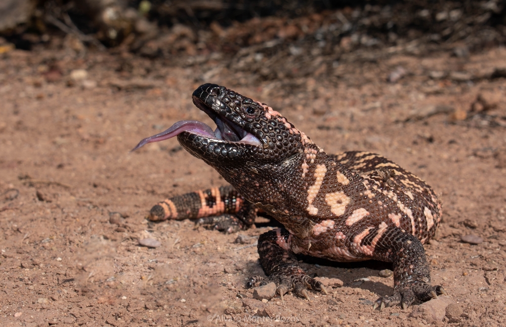 Gila Monster (Heloderma suspectum) · iNaturalist