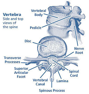 spinevertebrae.jpeg