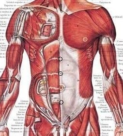 musculaturefrontacusorta.jpg
