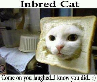 inbred-cat.jpg?w=547