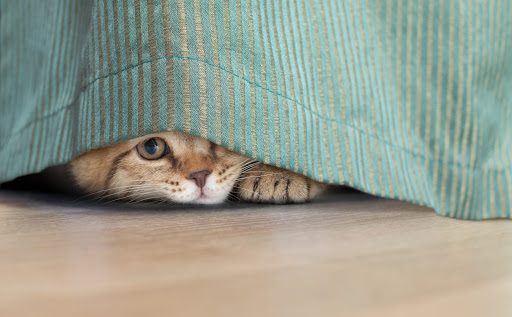 Why is My Cat Hiding? | Acoma Animal Clinic