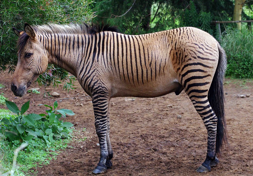 Strange Zebra - Part Zebra, Part Horse | Part zebra, part ho… | Flickr