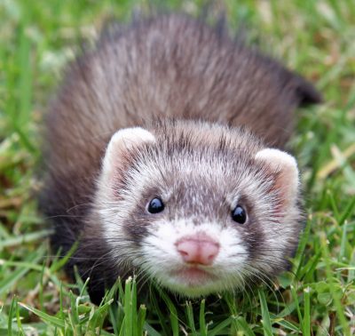 ferret-400x378.jpg