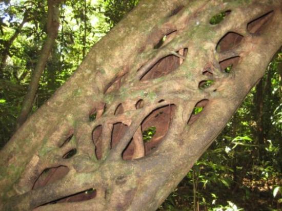 strangler-fig.jpg