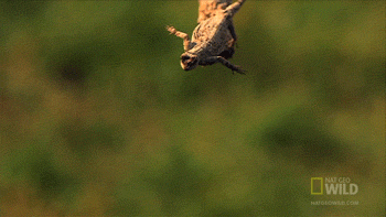 Image result for flying lizard gif
