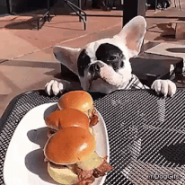 giphy-downsized.gif