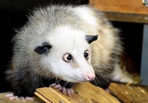 heidi_opossum_0.jpg.696x0_q80_crop-smart