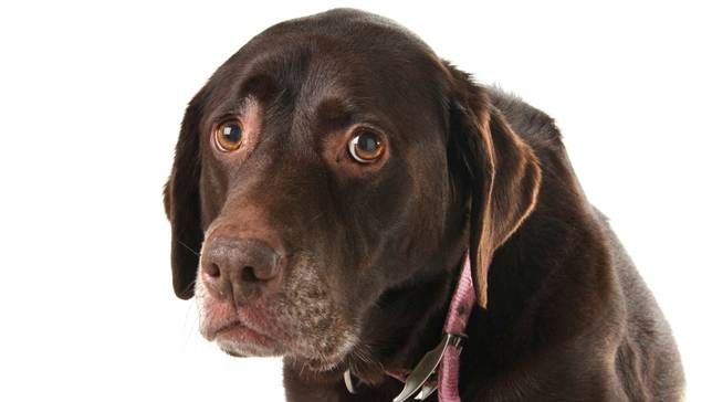 dog-looking-sad.jpg.653x0_q80_crop-smart