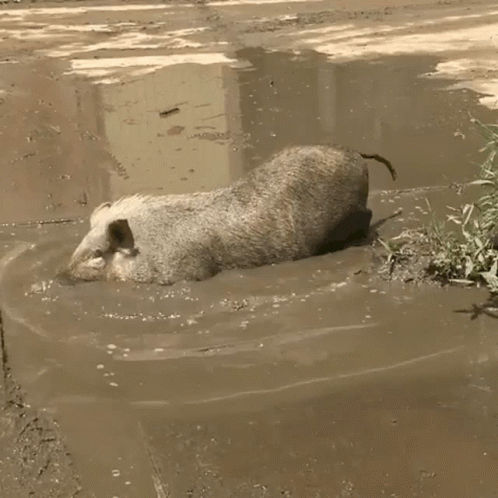 pig-funny.gif