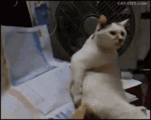 Cat Scratching Butt GIFs | Tenor