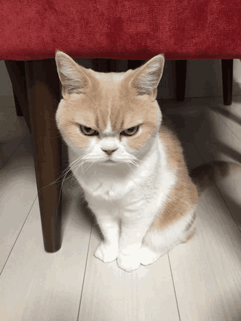 Angry Cats GIFs | Tenor