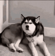 Mad Dog GIFs | Tenor