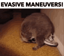cat-evasive-maneuvers.gif