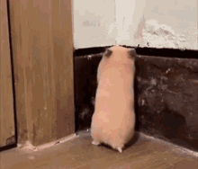 tabatinga.gif