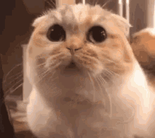 Cat Wtf GIF - Cat Wtf - Discover & Share GIFs