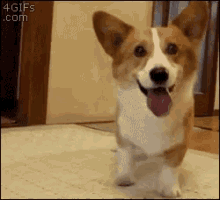 tenor.gif