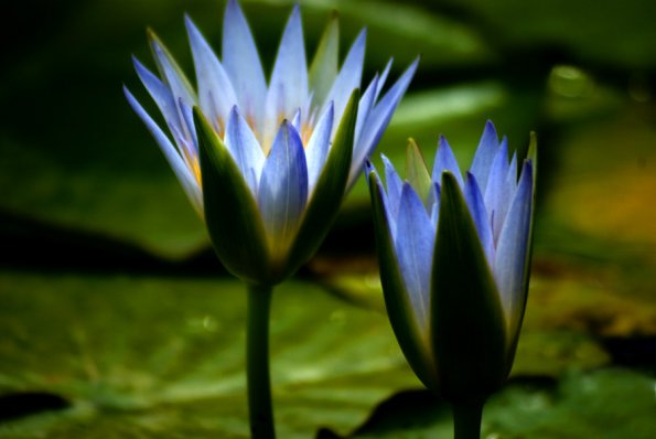 93_lotusjpg_595.jpg