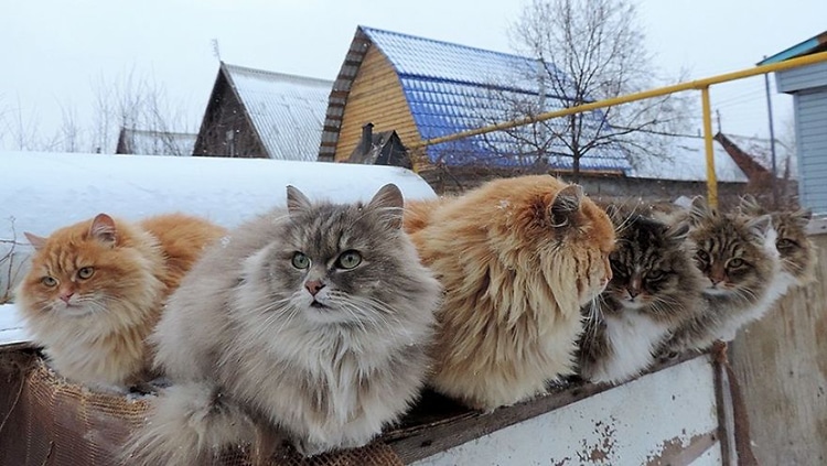 Millionsâ of Majestic Siberian Cats Live in Couple's Farm-Turned-Catland