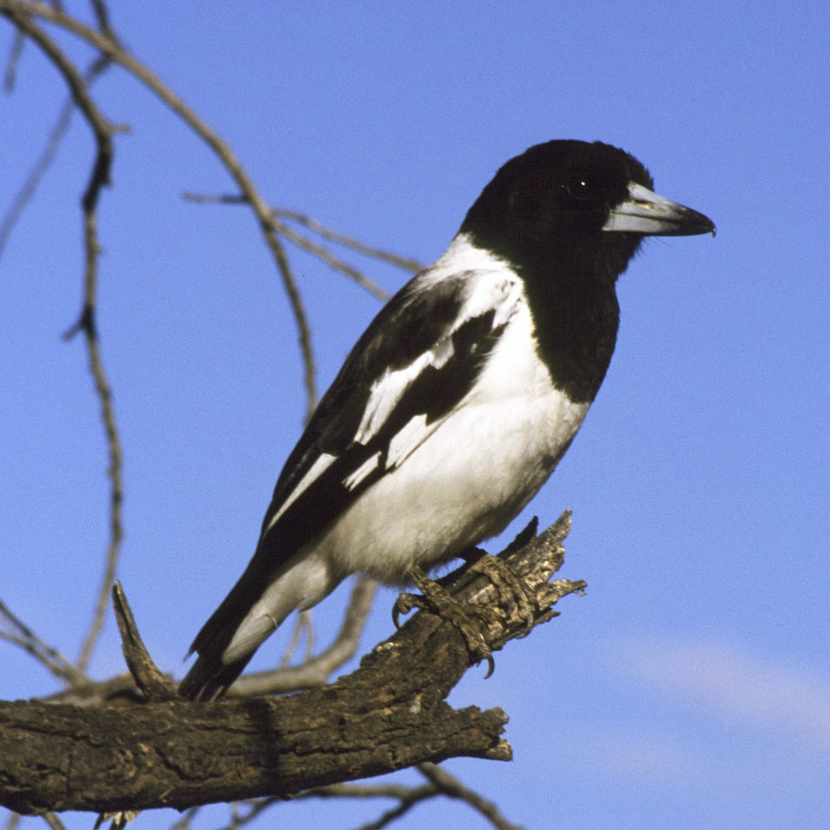 pied-butcherbird-credit-brian-furby-t.jp