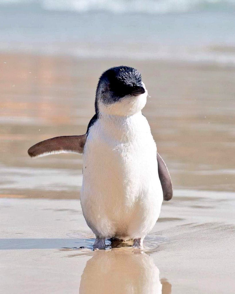 Fairy Penguin, Phillip island, Victoria. 🐧 📸 alexkyddphoto #Nature  #HomePlanetEarth 💙