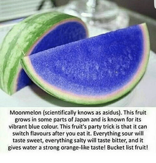 moonmelon-scientifically-knows-as-asidus