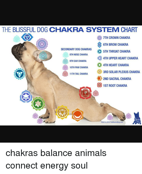 the-blissful-dog-chakra-system-chart-o-7