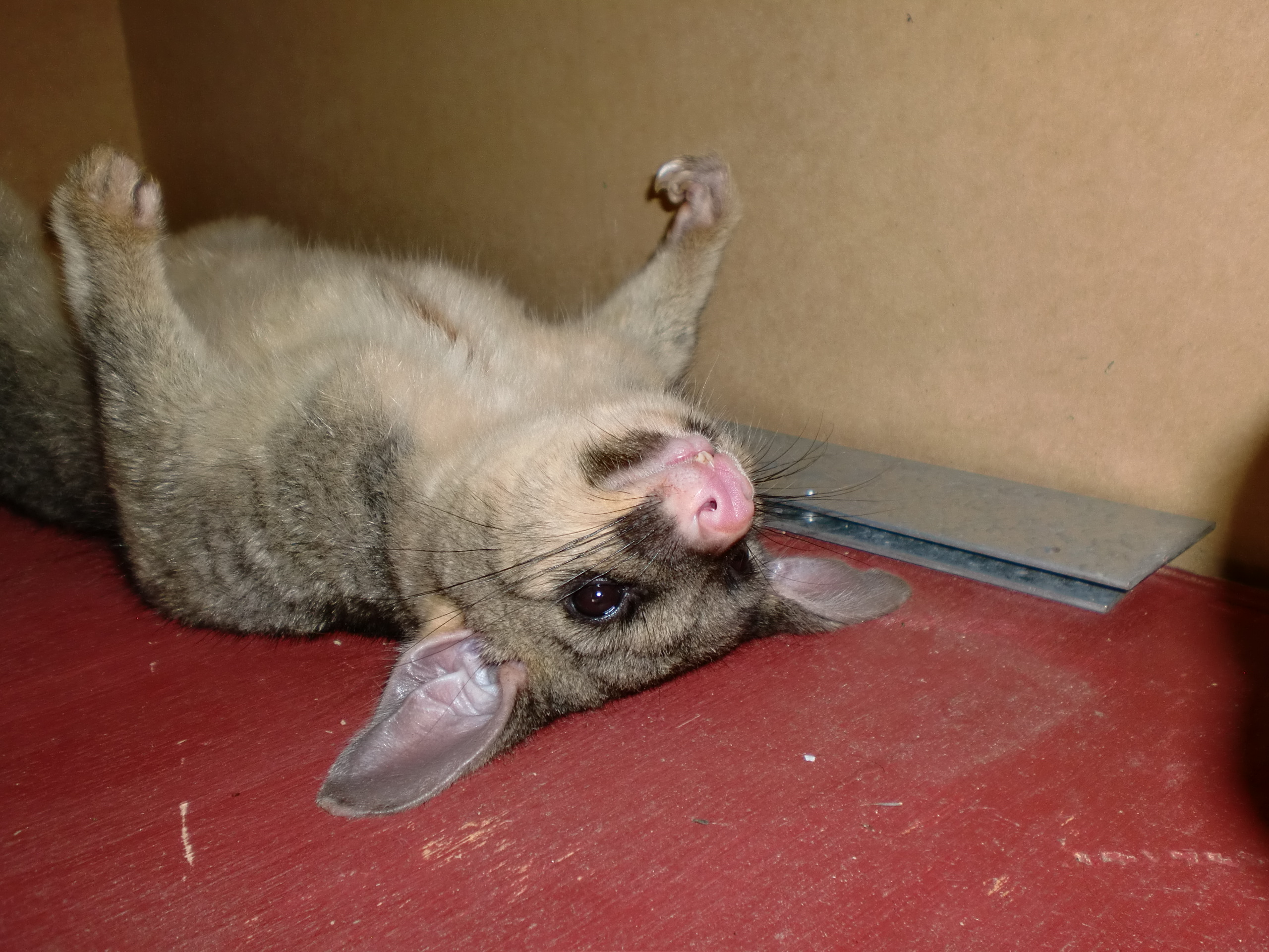 Living with a Brush-tail Possum | Pollinator Link