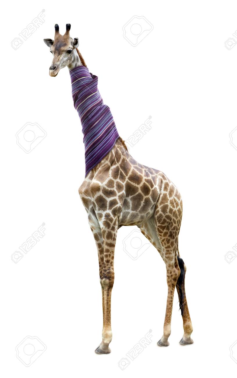 46179194-giraffe-in-a-scarf-isolated-on-
