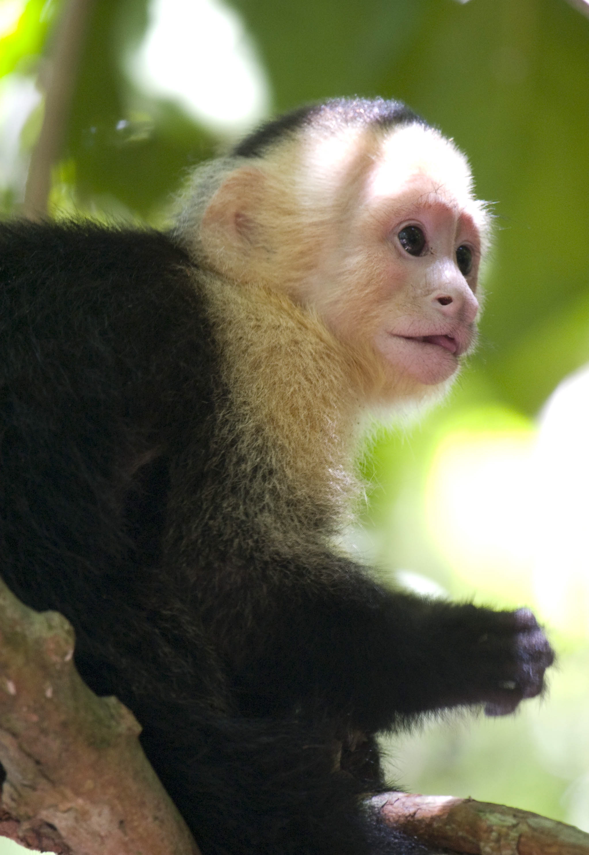 Image result for capuchin pet price costa rica