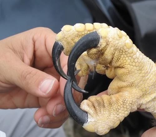 Harpy_hand.jpg