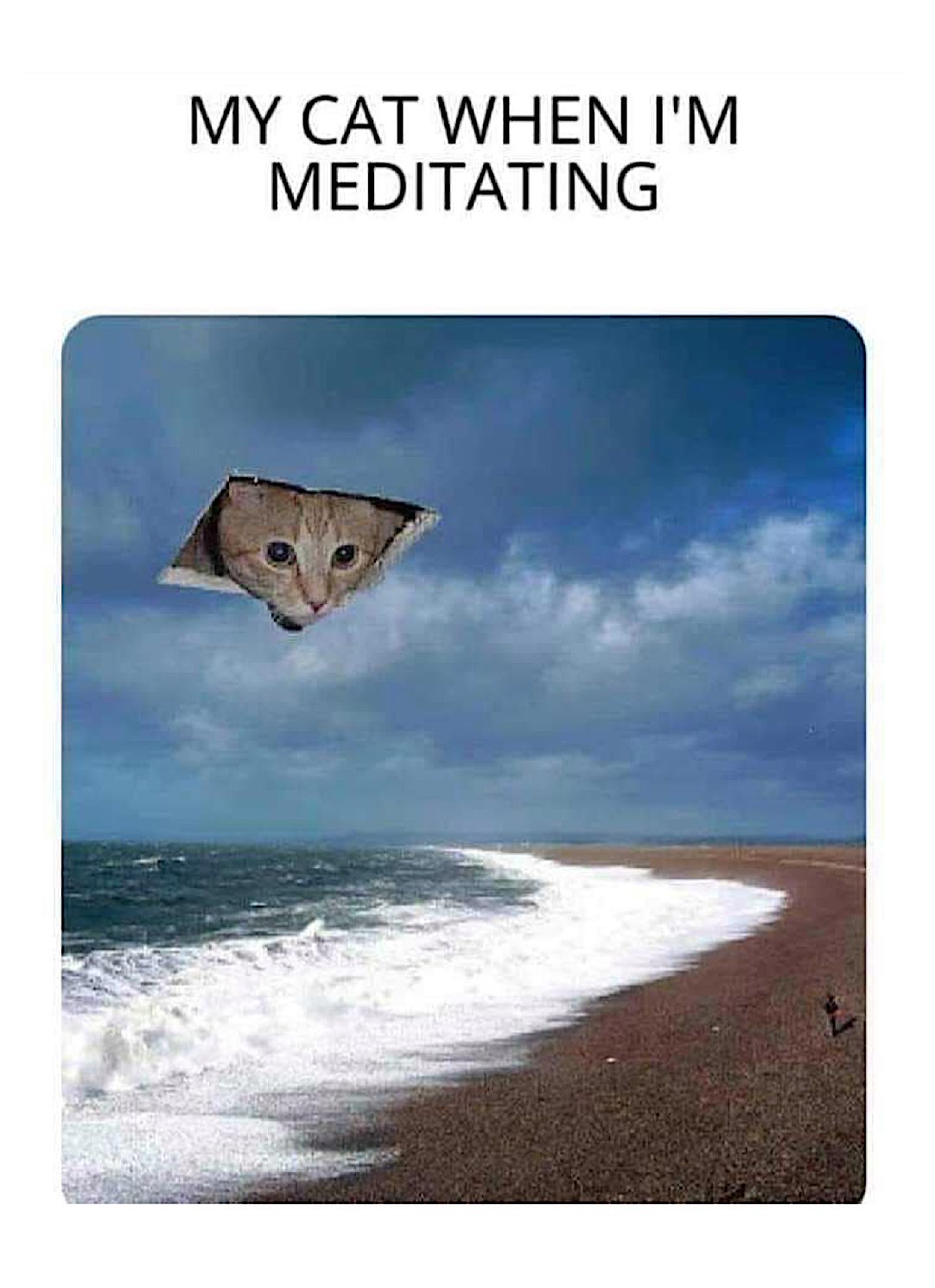 May be an image of cat and text that says 'MY CAT WHEN I'M MEDITATING'