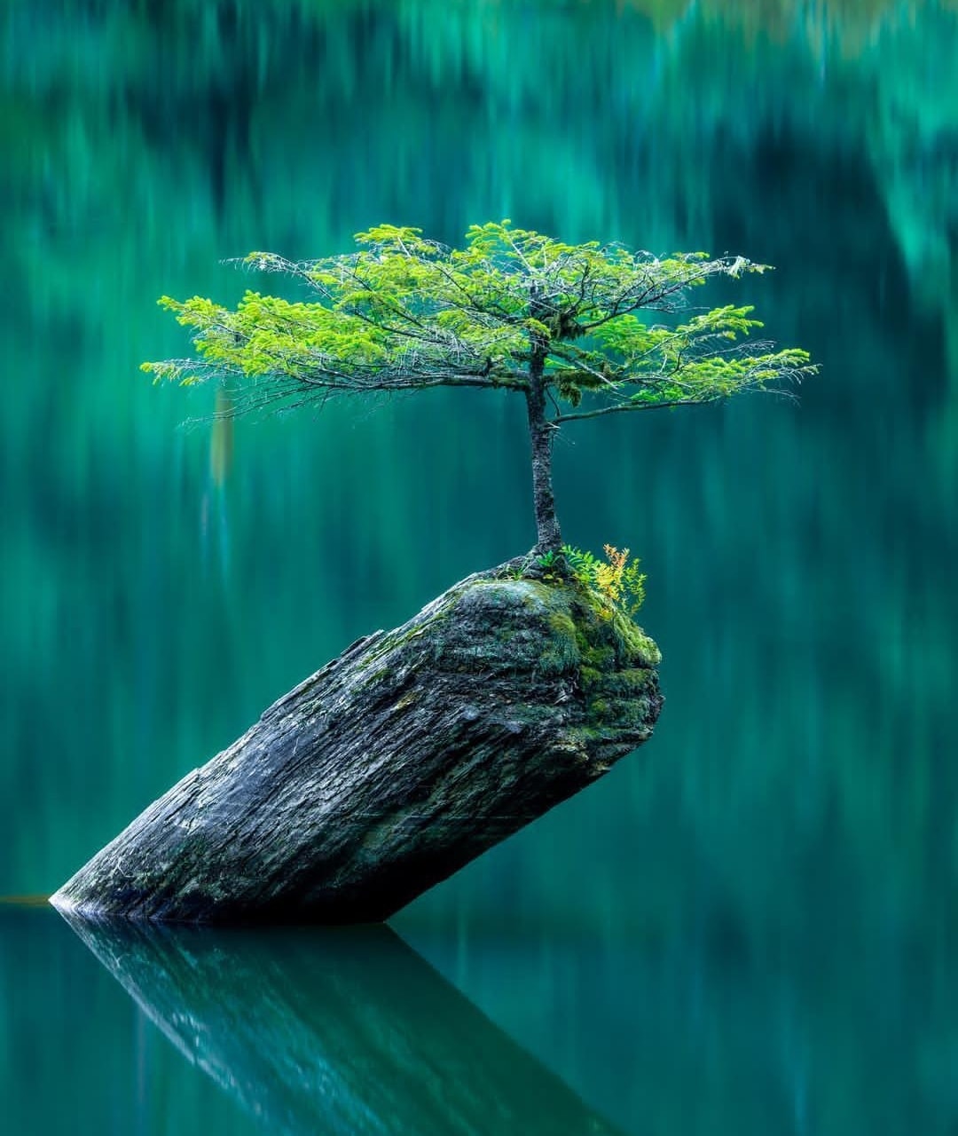 May be an image of nature, tree, body of water and text