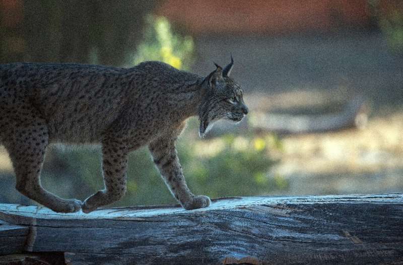the-iberian-lynx-is-di.jpg
