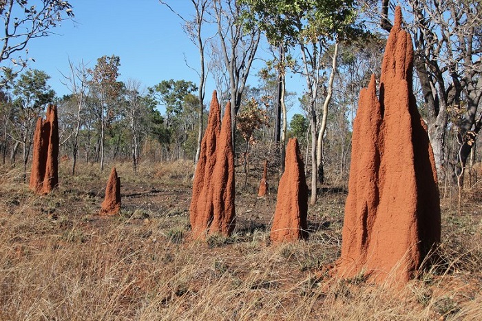 Cathedral-Termite-Mounds.jpg