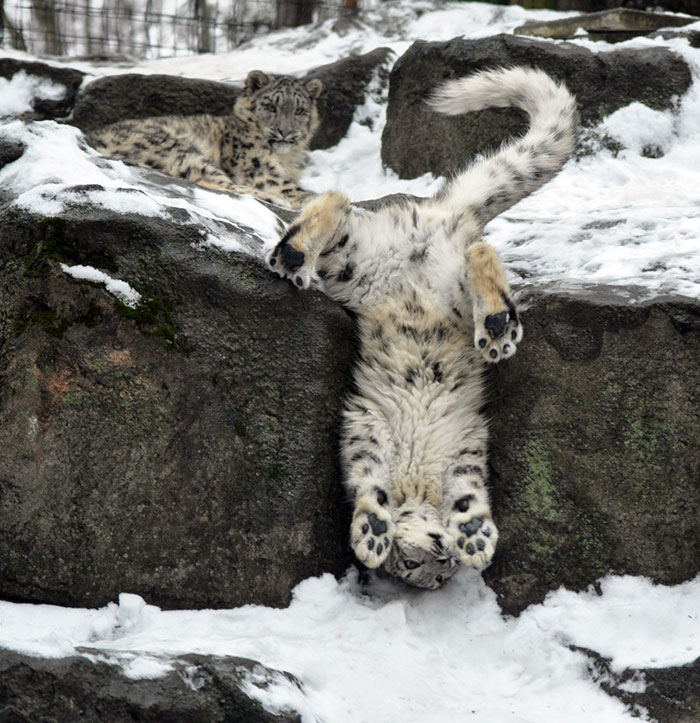 snow-leopards-no-longer-endangered-101-59bf6c5693acf__700.jpg