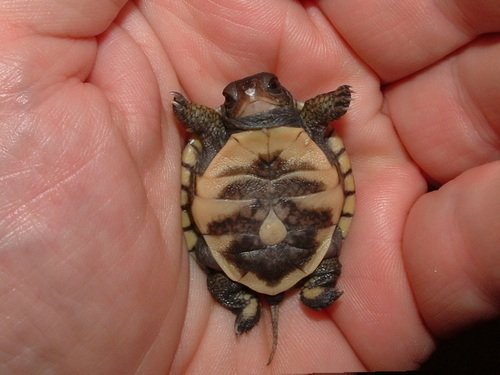 turtle-5.jpg