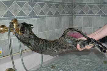 baths-cats_copy_4595.jpg