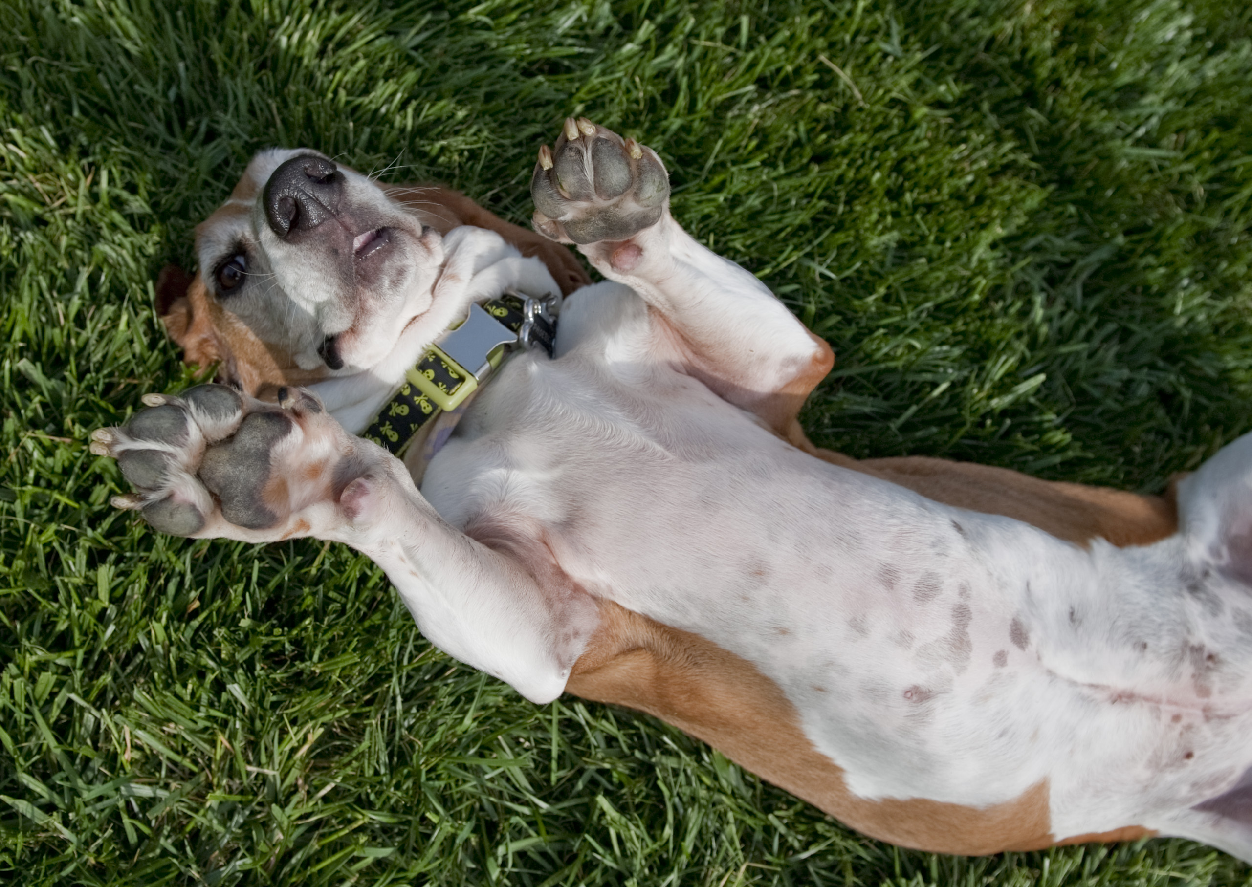 Basset_hound_on_its_back.jpg