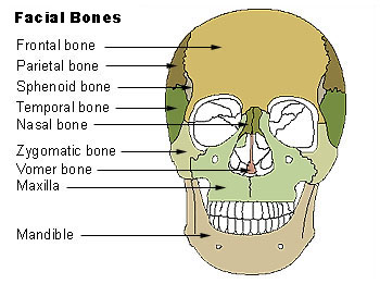 Illu_facial_bones.jpg