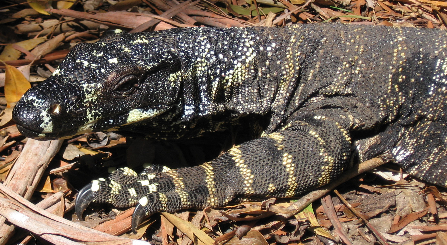 Goanna_head2.jpg