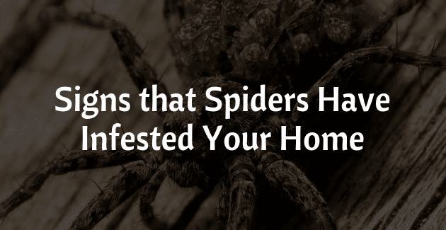 signs-spiders-infested-home.png