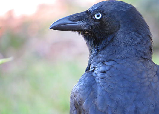Forest Raven – Wildlife Mountain Australia