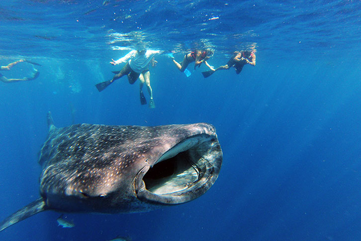 whale-sharks-in-cancun-swim-isla-mujeres
