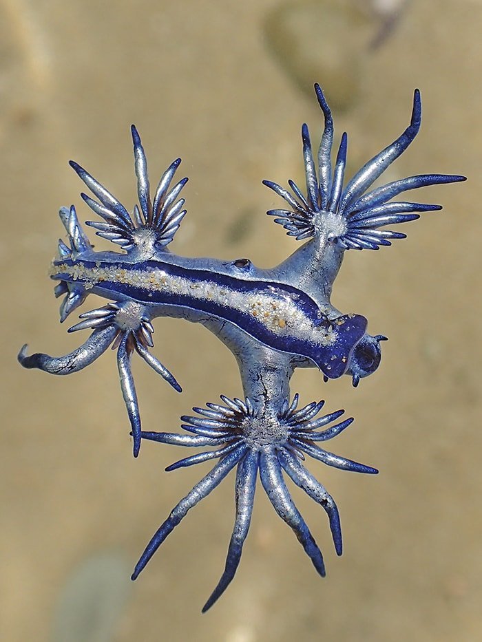 blue-dragon.jpg