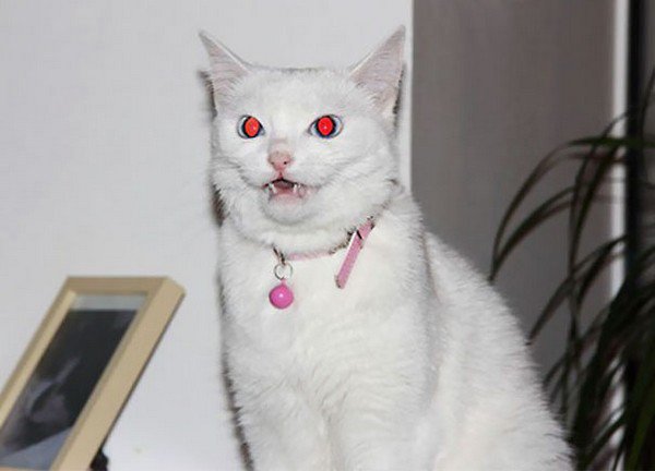 evil-cats-white-collar.jpg