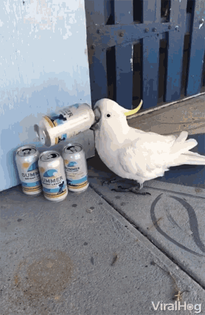 drinking-beer-bird.gif | BigFooty Forum