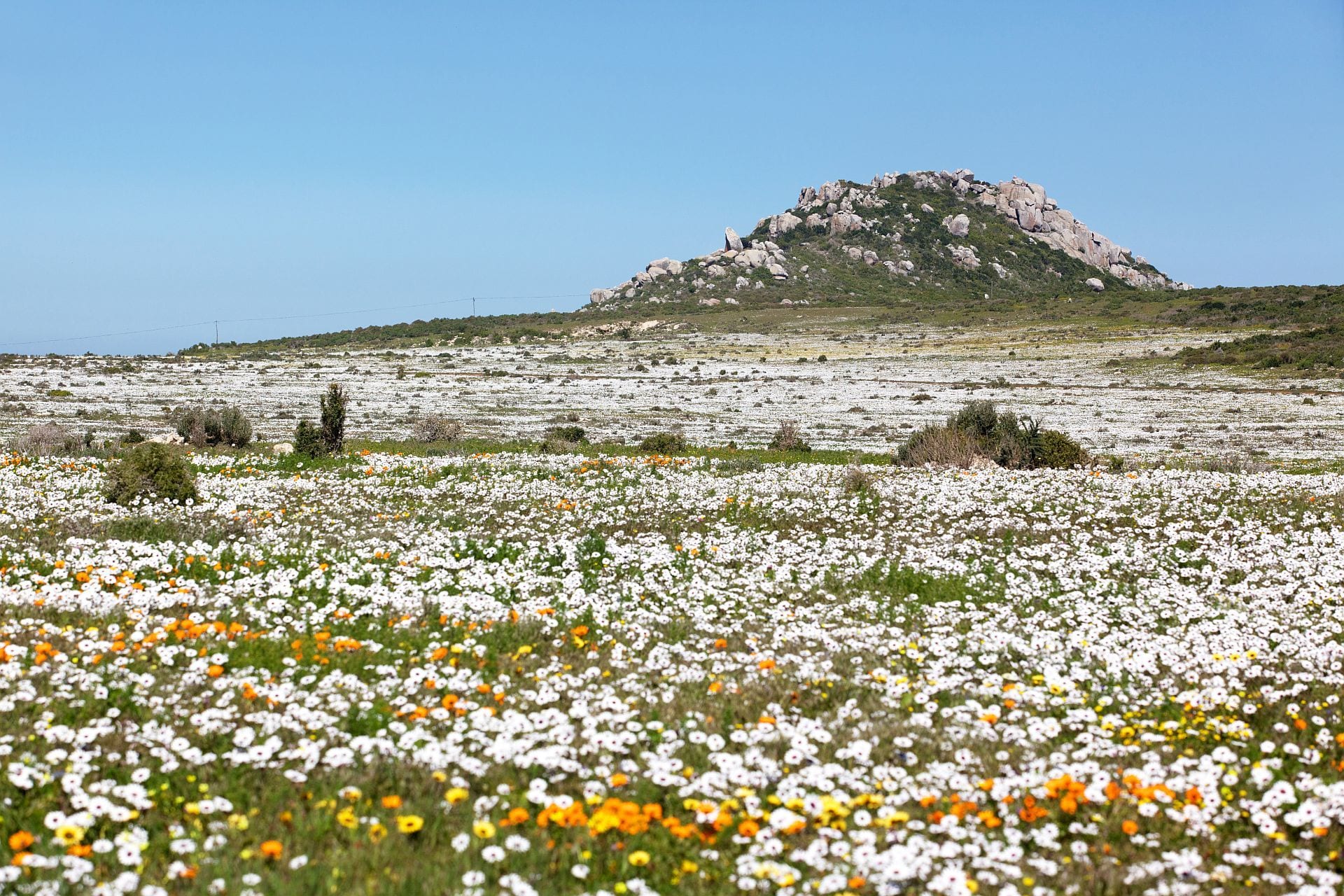 Tips for Flower Viewing in Namaqualand & the Cederberg in 2025
